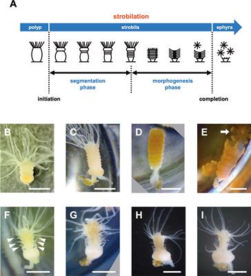 4-Methoxy-2,2′-bipyrrole-5-carbaldehyde, a biosynthetic intermediate of bipyrrole-containing natural products from the Streptomyces culture, arrests the strobilation of moon jellyfish Aurelia coerulea